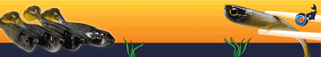 icapio.de