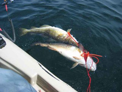 Dorsche.jpg (30.63 KiB) 7445 mal betrachtet Dorsche.jpg