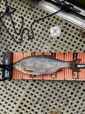 Falsche Große Maräne, ein Rotauge 33 cm.jpg