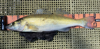 Zander 80 cm mit 4,75 kg.JPG