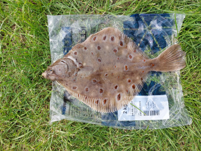 20240607_162556.jpg (7.5 MiB) 21376 mal betrachtet Die größte der von mir gefangenen Schollen