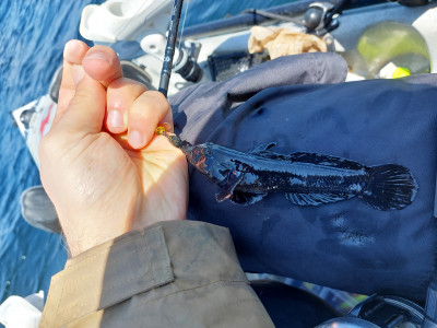 So eine schwarze Grundel hab ich noch nicht gesehen. Dieser Fisch verdient den Namen Schwarzmundgrundel.