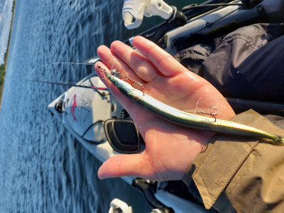 20240609_055938.jpg (4.71 MiB) 21376 mal betrachtet Sandaal am Wikam Köderfischsystem. Die Firma Wikam gibt es nicht mehr. Weiß jemand wo es ähnliche Systeme gibt?