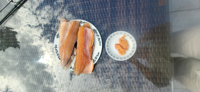 12. Bachforelle (3).jpg