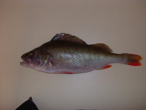 PIC00579.JPG (896 KiB) 10431 mal betrachtet test test test....