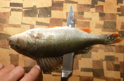 Das Messer am Ende der Stachelflosse durch den Fisch stechen. Dabei möglichst dessen Wirbelsäule fühlen...